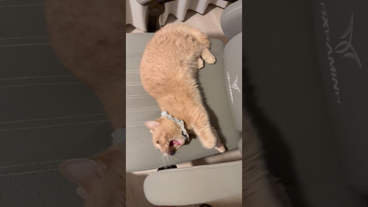 【くむちゃん】主の場所を平気で奪いとる猫 1歳のミヌエット