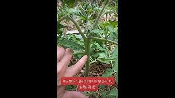 Tomato pruning tips - two main stems? Where’s the sucker?
