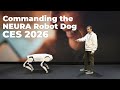 Commanding the Neura Robotics Quadradog at CES 2026