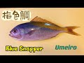 Umeiro blue snapper for sushi