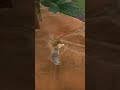 #iceagescratsnuttyadventure #ps5 #ps5games #game #games #shortvideo #oyun #gamer