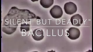 Bacillus | English IV Honor 4 Film Project