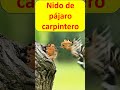 pajaro carpintero nido