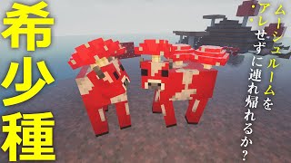 マイクラ ┃絶滅危惧種のムーシュルームを無事にお家に連れ帰りたい！　#141【ぽこなかくら 2020】