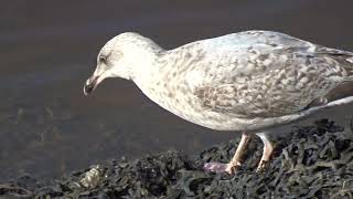 Arnie the Herring Gull foraging for food in the seaweed at the docks in Middlesbrough. by Boro Adventure 43 views 1 month ago 1 minute, 32 seconds