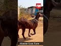 Big Khassi Goat of Mannat Goat Farm Ahmedabad