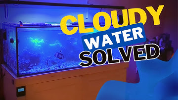 How I Solved A Bacterial Bloom and Cloudy Water In My Reef Aquarium!