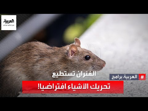 مهارة جديدة للفئران.. هل تمتلك القدرة على التخيل؟