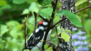 Downy Woodpecker (Picoides pubescens), Turnbull NWR, Washington, USA