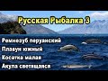 РР3. Акула светящаяся, косатка малая, плавун южный, ремнезуб перуанский (редкости).