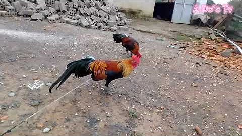 Qaib dib zoo nkauj npaj cuab 2021|| gà mồi tơ