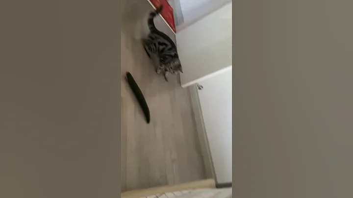 Video 9892531: pets funny cats cucumber, cat pets funnycats, cats vs cucumbers funny