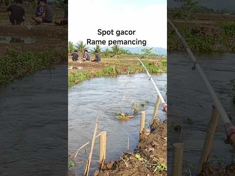 mancing di selokan tengah sawah #shorts