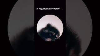 Енот танцует под Pedro #mrbeast #мото #slavik #хочуврекомендации #tiktok #shorts