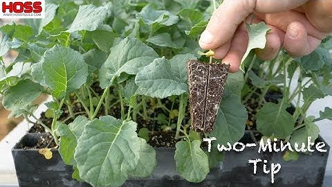 The Best Seed Starting Trays on the Planet