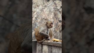 Bandar bhi sikha gaya… Karma pe believe karo 🐒✨ #shorts#subscribe #emotional