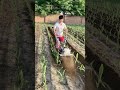 Hard work yields its rewards—this is the reality of a farmer's life. #mini #farming #tiller #shorts