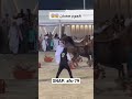 هجوم حصان على العارض السعودية خيل ترند mp3