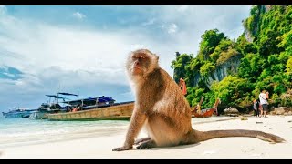 Discovering the Wonders of Penang Island- جزيرة بينانج الاسطوريه    #travel  #penang #malaysia #vlog