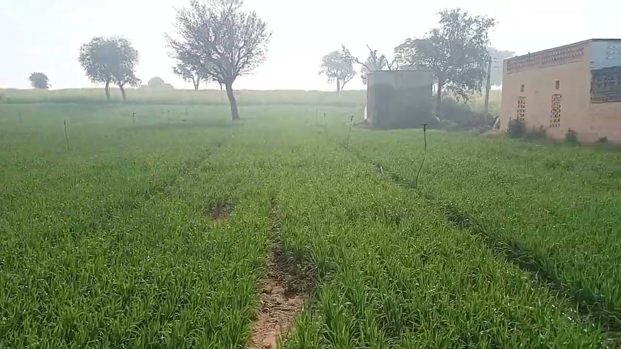 SUPER SDEER SAI DBW 303 WHEAT GROW
