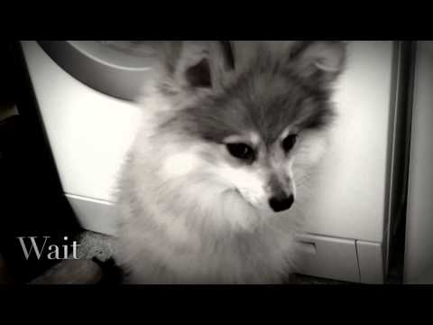 pomeranian doing tricks pomeranian trick funnydog tv pomeranian doing tricks pomeranian trick funnydog tv