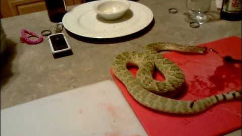 headless rattlesnake