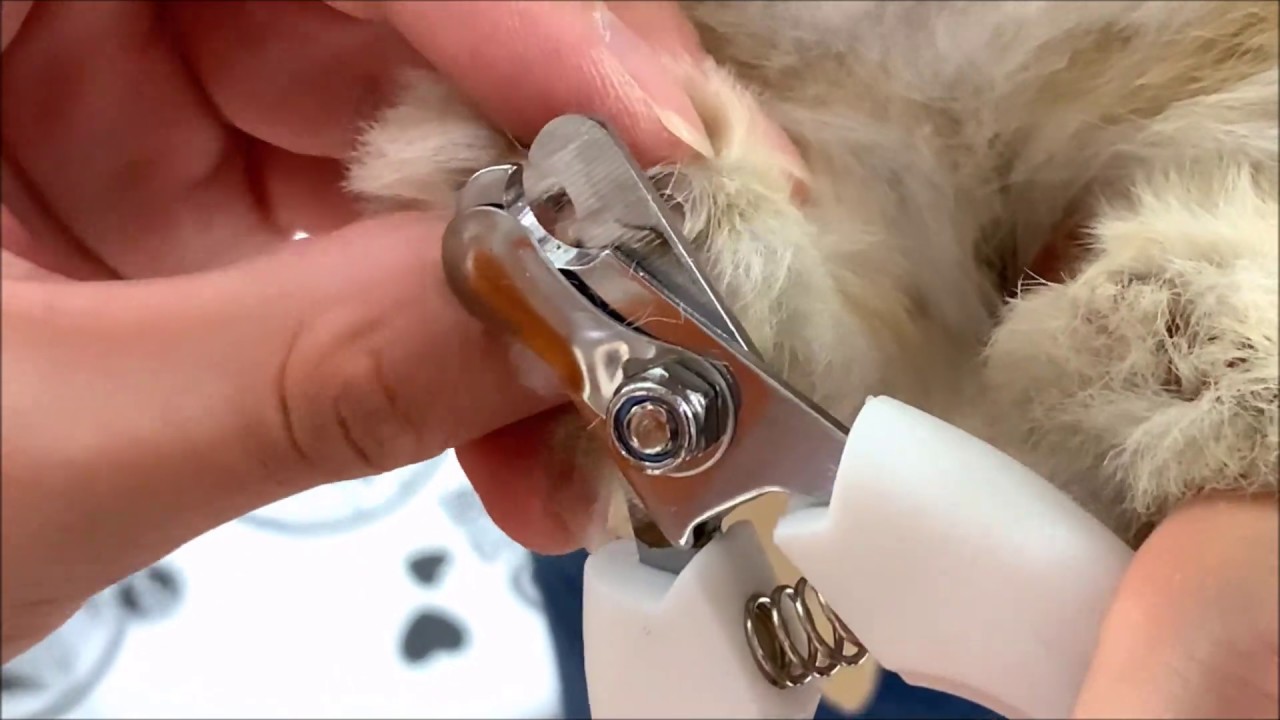 Baby Rabbit Gets Her Nails Trimmed - YouTube