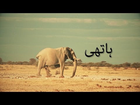 elephant-documentary-(-urdu-/-hindi-)-full-hd-वृत्तचित्र-फिल्म-/دستاویزی-فلم