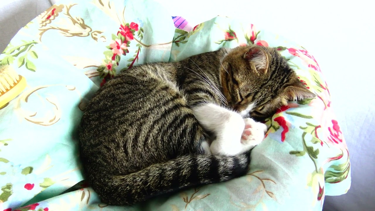 Pillow Prince Cat’s Royal Sleeping Spot!