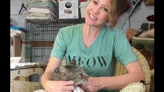Simple at home TLC for a Cat with a Cold | Runny nose