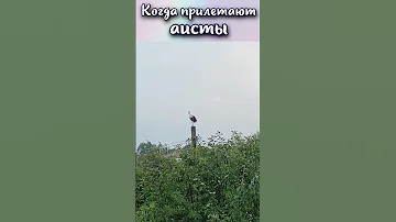 Что значит когда прилетают аисты? #shorts