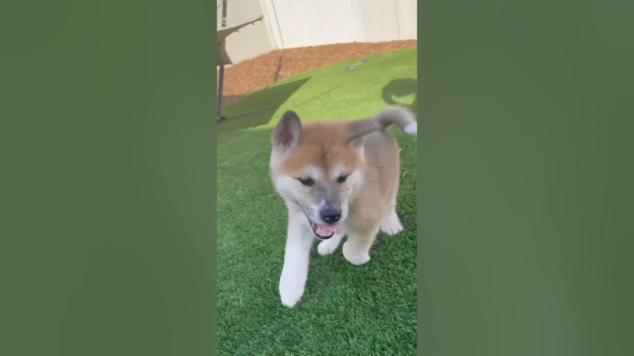watch-my-puppy-grow-up-6-weeks-to-6-months-akitainu-puppy-shorts