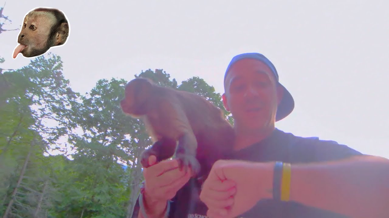 Capuchin Monkey Pets