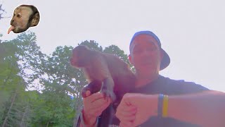 Capuchin Monkey Pets