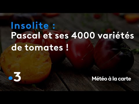 Vidéo: Tomato Turbojet: description de la variété, caractéristiques, critiques