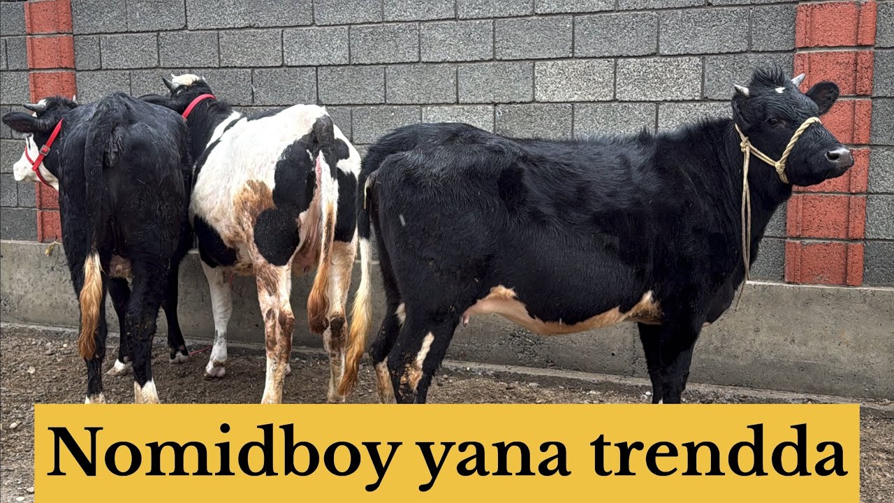 4 bosh bugoz sigir va gʻunajinlar koʻring