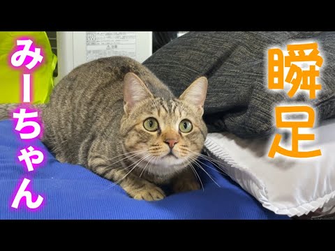 瞬足みーちゃんとマイペースなまりも！