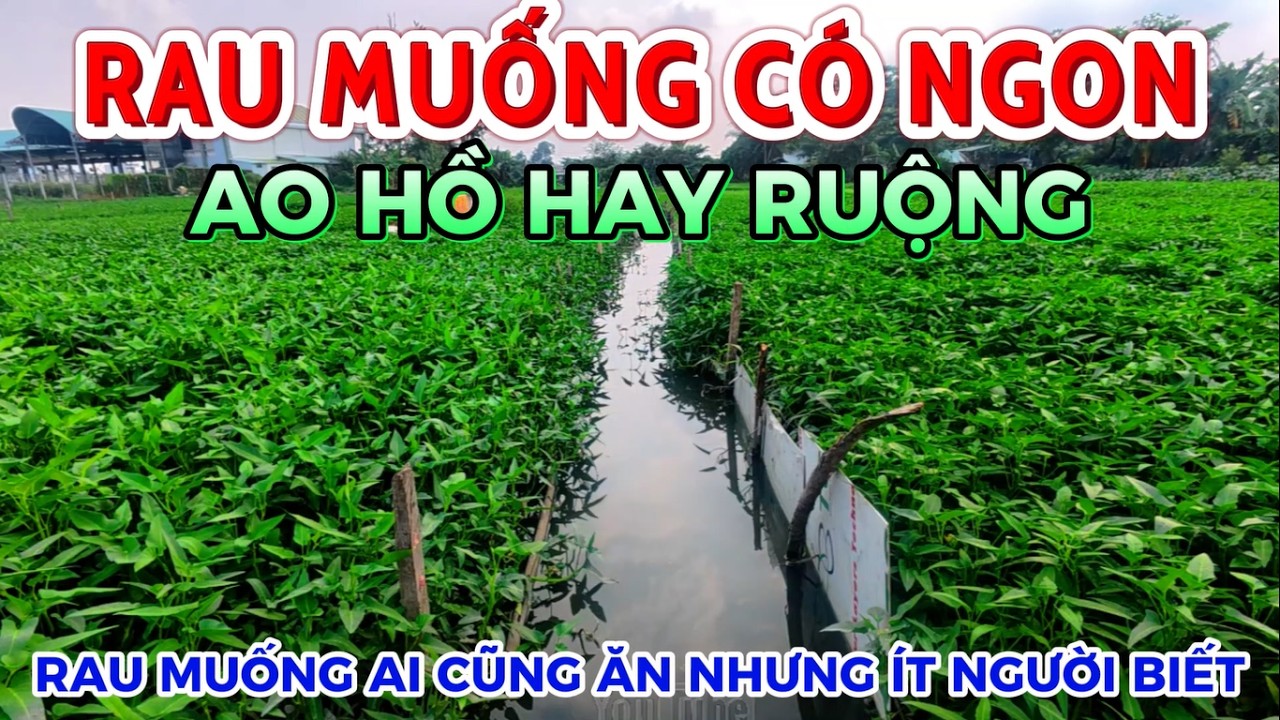 ĐÃ TÌM ĐƯỢC BÀU RAU MUỐNG LỚN NHẤT NHÌ BIÊN HOÀ XANH NON MƠN MỠN VÀ CÁI KẾT