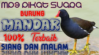 Suara Pikat Burung Mandar Batu/Peruk Sangat Ampuh Di Pakai Siang Atau Malam Hari.