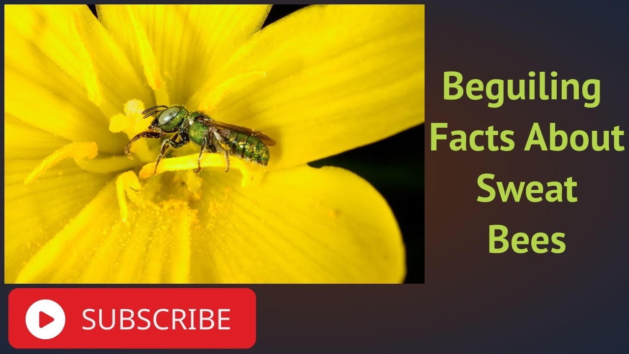 Beguiling Facts About Sweat Bees
