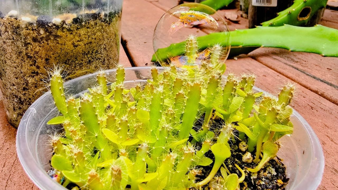 Самый быстрый способ выращивания гибридов драконьего фрукта — этот хитрый способ прививки изменит...