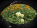 Main Tujhko Agar Ik Phool Kahoon-Talat-Salaam-e-Mohabbat 1955 Whatsapp Status Video Download Free