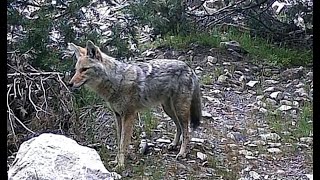 Wild Animal Trail Cam Highlights 20-26 April 2024