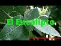 EL EUCALIPTO - RESFRIOS, BRONQUITIS, TOS, PULMONIA