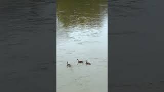 Final Video DMST 103, AG