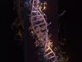 understanding DNA 🧬