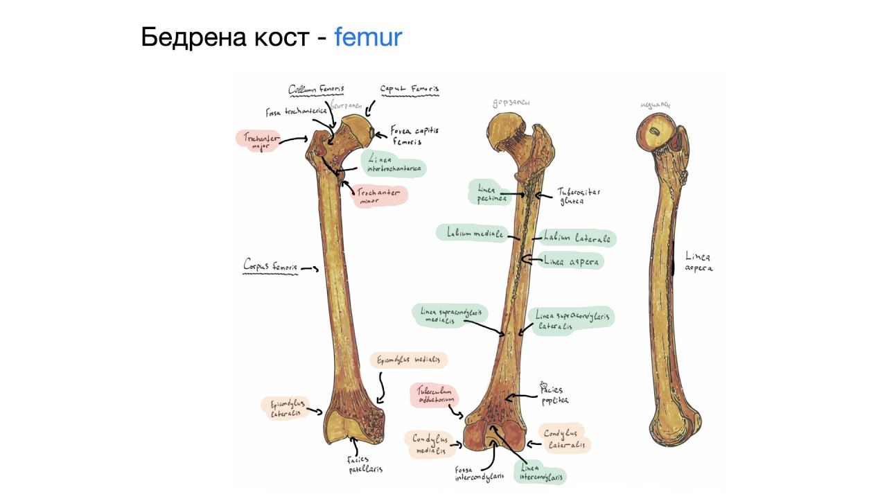 Кости на свободния долен крайник – Pars libera membri inferioris (8:38) ┃teoriyata.com