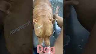 18 Jdog giyfbjcdbccibvune 2026