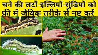 चने की इल्ली की बेस्ट जैविक कीटनाशक दवा | Chane ki kheti | Chana ki kheti | Jevik kheti | Organic