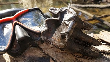 Ice Age Graveyard Discovered Fossil Hunting in Florida